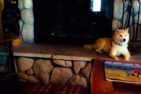 九游下载官网-“罗密欧·冈萨雷斯的技术突破与进攻协作，帮助美洲狮队在世界舞台崭露头角”