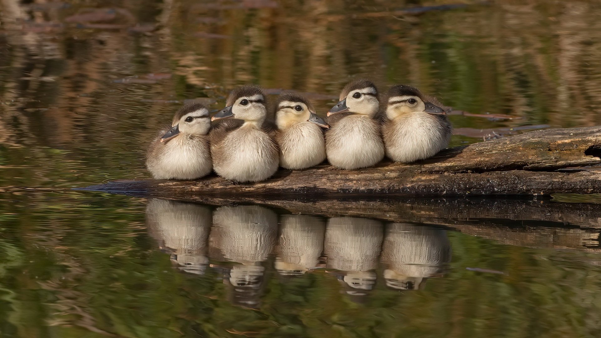 中国足球联赛赛事直播观众人数持续增长，中国足球播放
