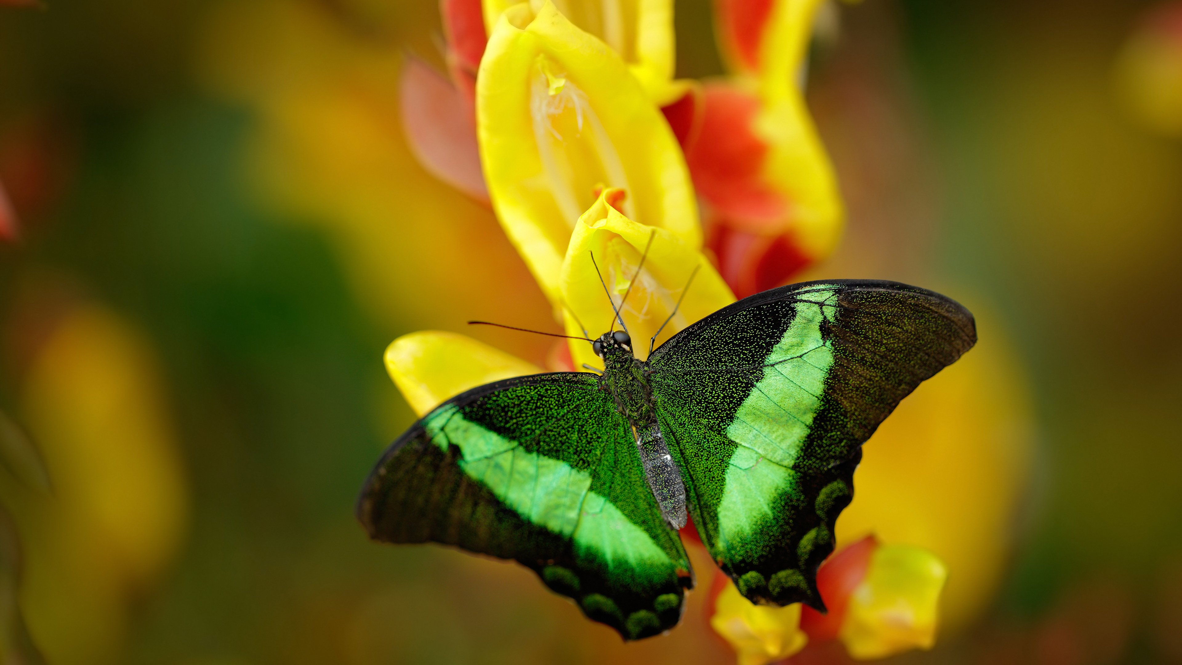 中国足球联赛赛事直播观众人数持续增长，中国足球播放