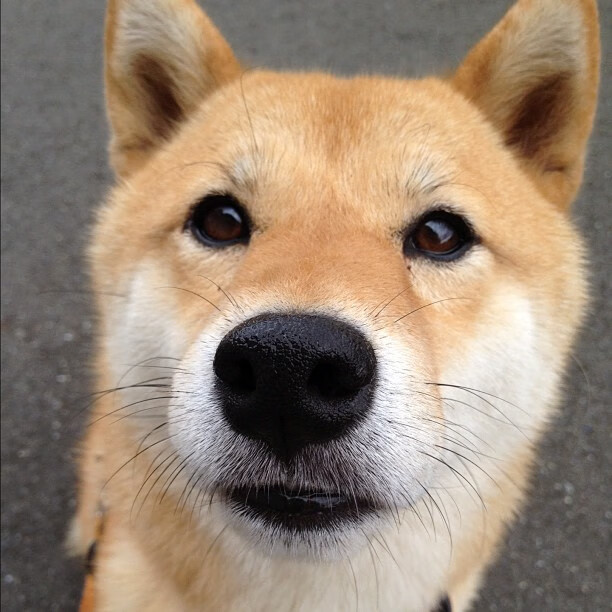 苏炳添受邀参与科学运动研究项目,苏炳添副教授